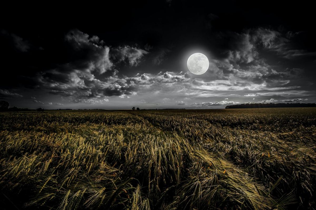 A full moon rising over a dark field of grain
